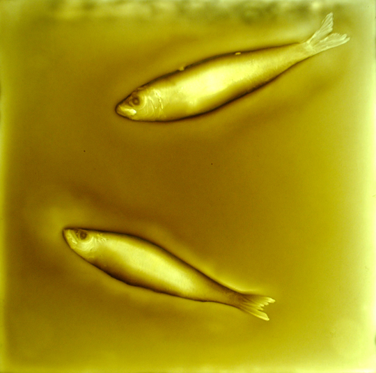 Martha Freud Exhibition Photography