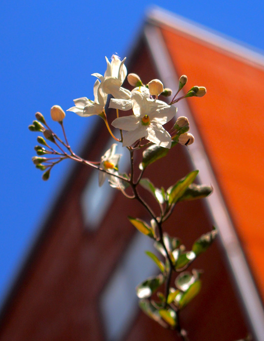 Studio Garden